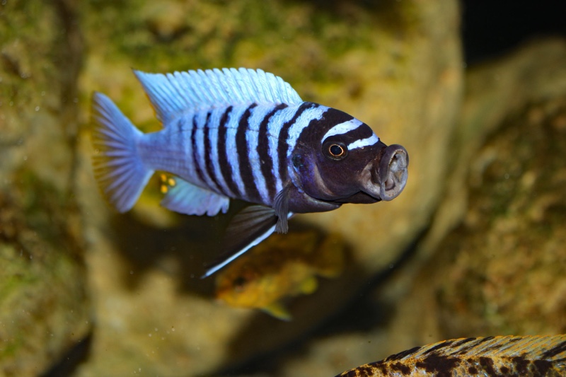 Maylandia zebra 'Thumbi West Island'